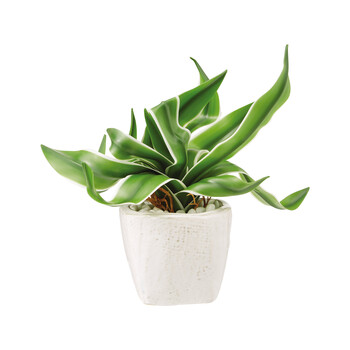 TK Maxx grüne pflanze weißer topf mit steinen 9.99€