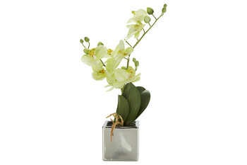 TK Maxx Orchidee fake 12.99€