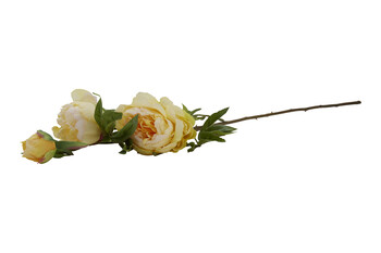 TK Maxx Peonie fake 4.99€