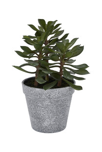 TK Maxx Pflanze Plastik 5.99&euro;