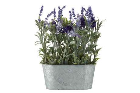 TK Maxx Lavendel im Topf 17.99€